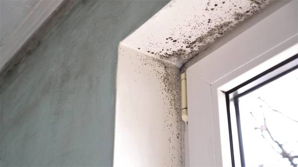 DIY Mold Remediation